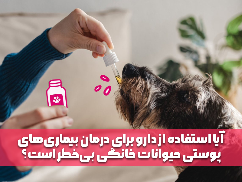 آیا استفاده از دارو برای درمان بیماری‌های پوستی حیوانات خانگی بی‌خطر است؟